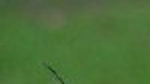 Green Thumbs Catalpa Sphinx Caterpillar Is What S Eating Reader S Tree Lifestyles Pressofatlanticcity Com