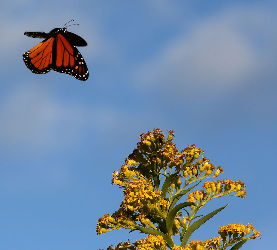 Monarch Butterfly