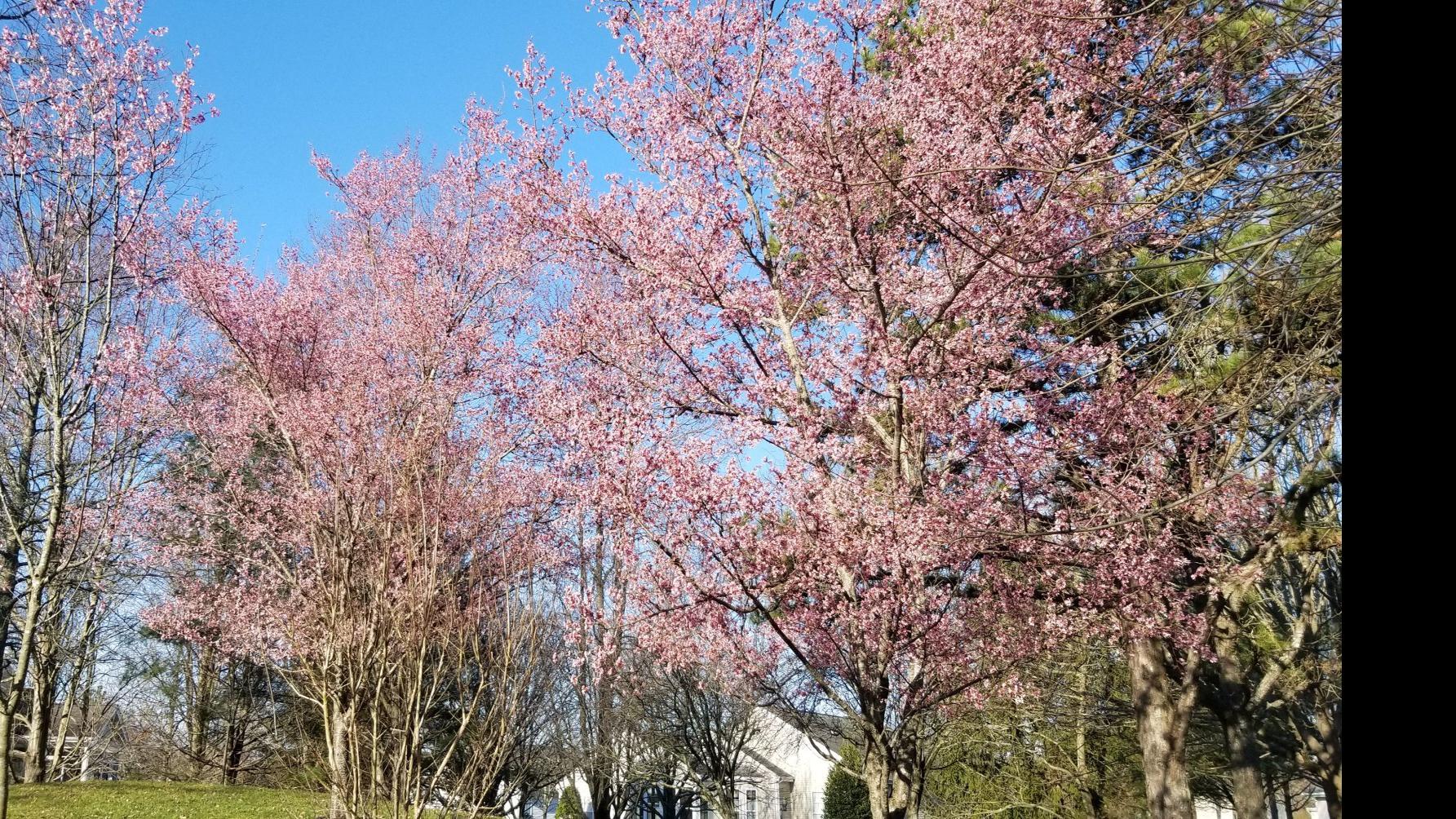 Earliest Spring In 124 Years Comes With Very Early Bloom Too