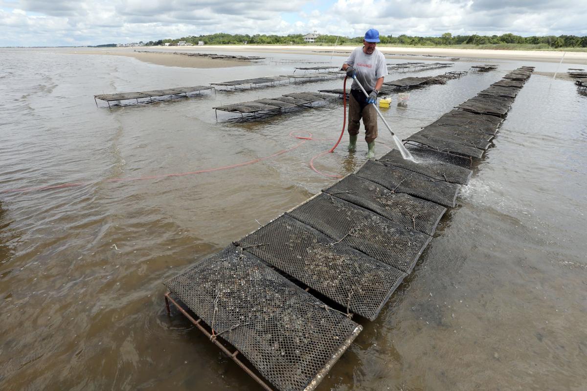 Oyster Farming the Delaware Bay Photo Galleries