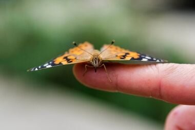 Renovated Greenhouse Now Home to Butterfly Habitat Created to Give Endangered Species Safe Space to Thrive