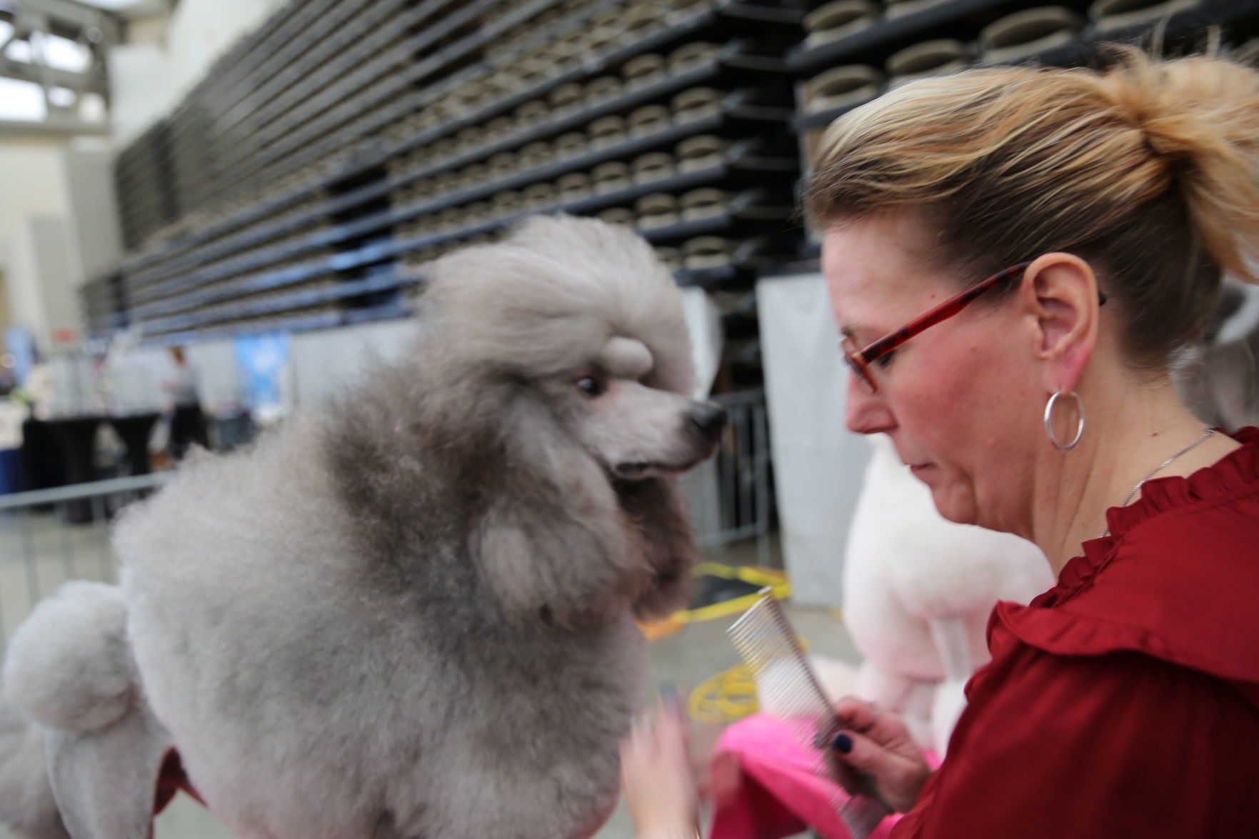 dog kennel club near me