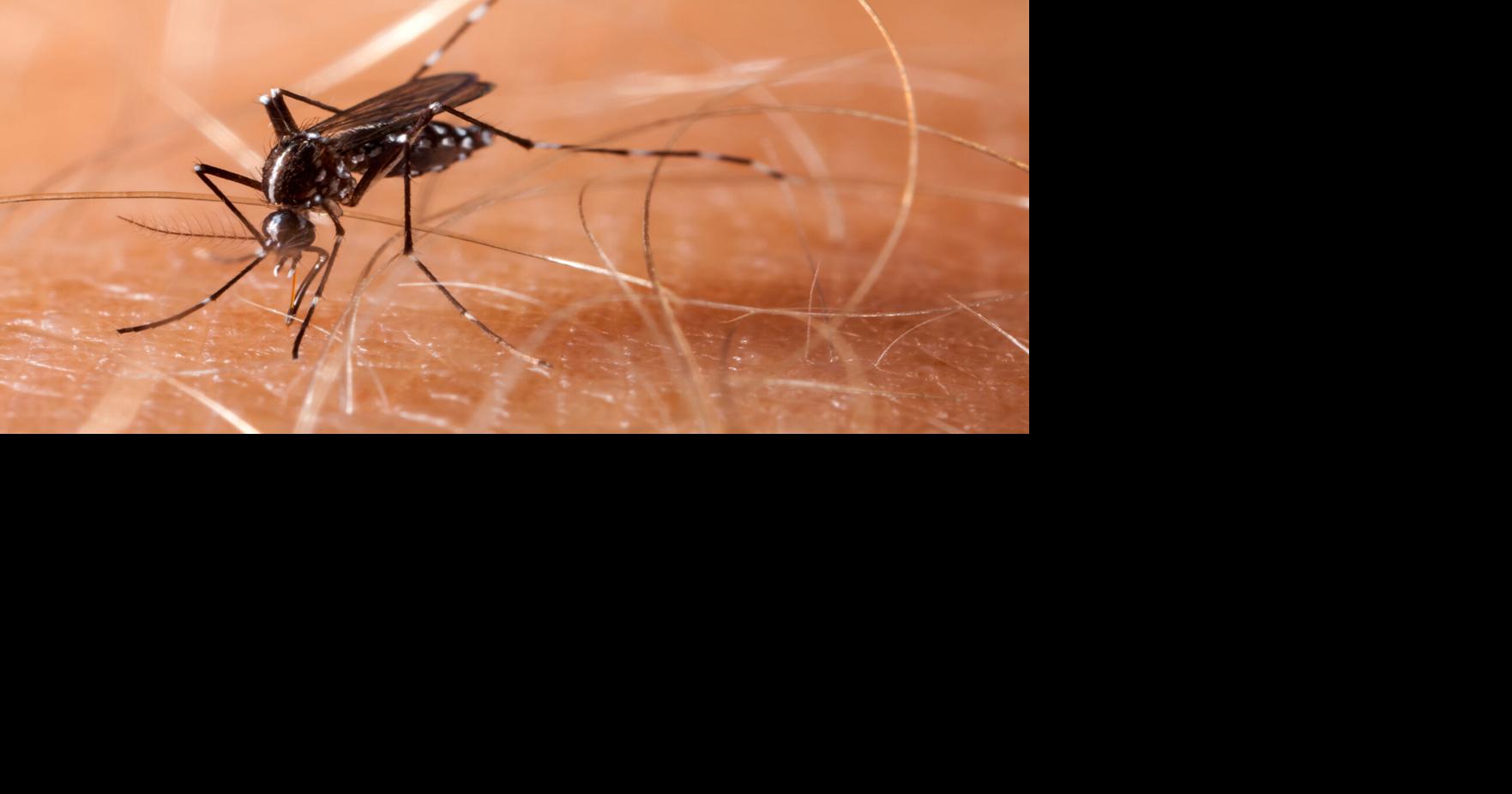 Atlantic County finds first West Nile-positive mosquito sample of the year