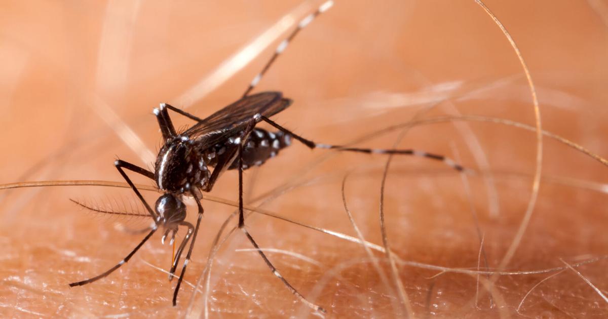 Atlantic County finds first West Nile-positive mosquito sample of the year