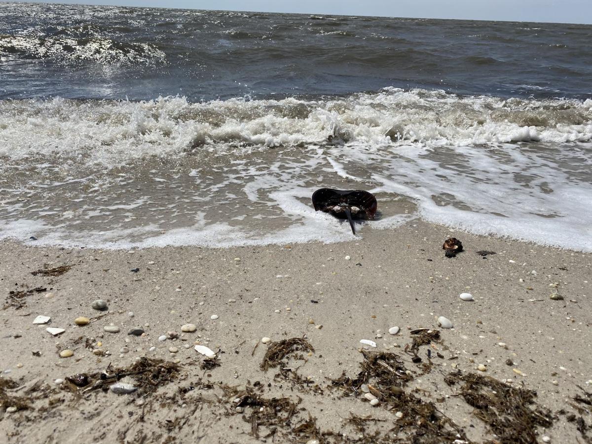 horseshoe crabs (13).jpg