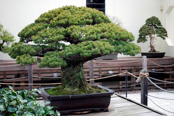 Centuries Old Bonsai Tree Humbling Lifestyles Pressofatlanticcity Com