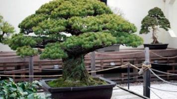 Centuries Old Bonsai Tree Humbling Lifestyles Centuries Old Bonsai Tree Humbling