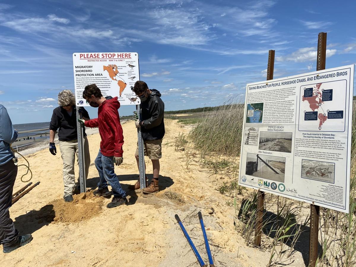 horseshoe crabs (14).jpg
