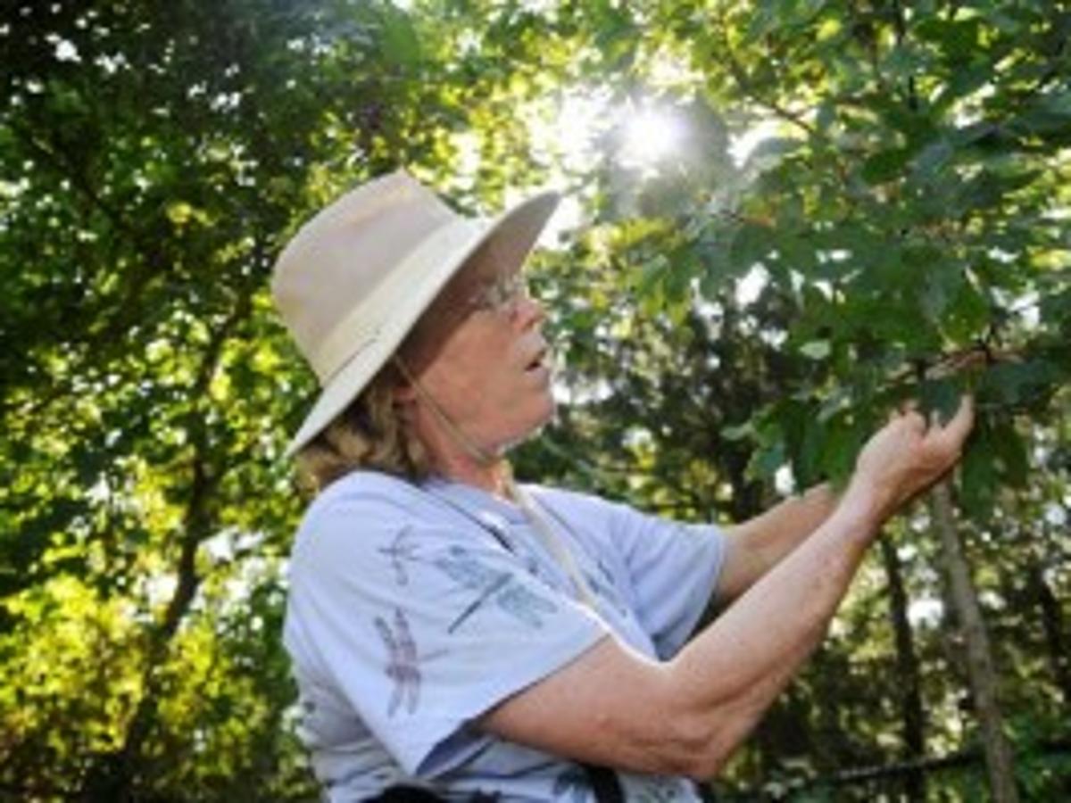 Festival Of The Sea Carnival Garden Tours And A Cinderella