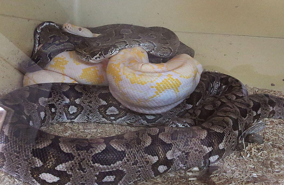 new jersey rescue look back at animals at nj nature rescue photo galleries new jersey rescue look back at animals at nj nature rescue photo galleries