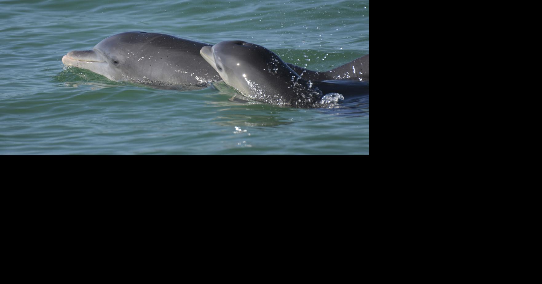 More dead dolphins found along the beach in Sea Isle City, New