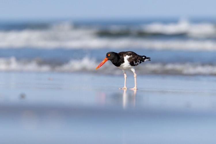 Stockton Interns Help The Wetlands Institute Study Marsh-Nesting Shorebirds