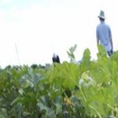 Green Thumbs Squash Vine Borer Can Ruin Zucchini Crop For Years Lifestyles Pressofatlanticcity Com