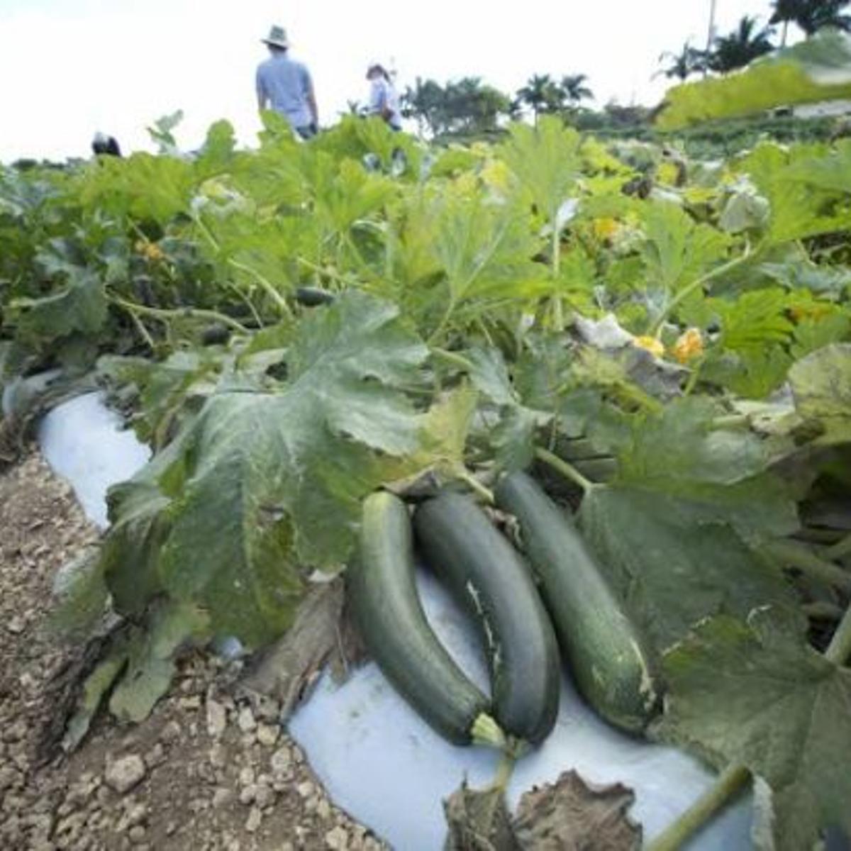 Are Zucchini Plants A Vine / How To Grow Zucchini Vertically Save Space Increase Yields In 5 Simple Steps Youtube : You want to avoid those dormant vine borers from attacking your new plants. Are Zucchini Plants A Vine / How To Grow Zucchini Vertically Save Space Increase Yields In 5 Simple Steps Youtube : You want to avoid those dormant vine borers from attacking your new plants.