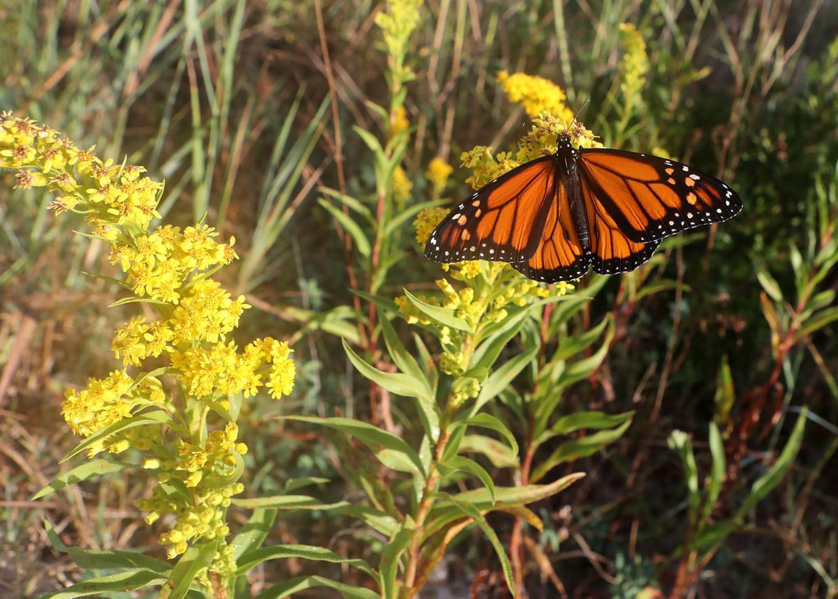 Monarch Butterfly