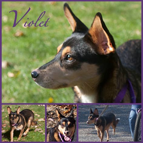 pet psychic lost pet