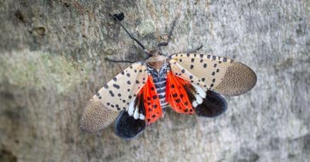 New Jersey makes funds available for spotted lanternfly treatment New Jersey makes funds available for spotted lanternfly treatment