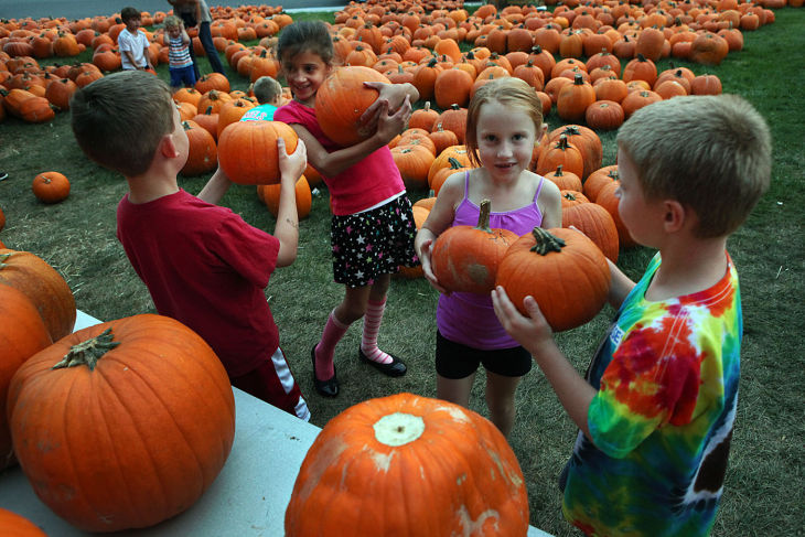 dbml o9 pumpkin patch