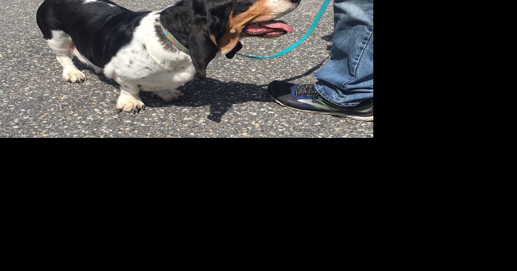 PHOTOS from the Basset Hound Olympics in Ocean City