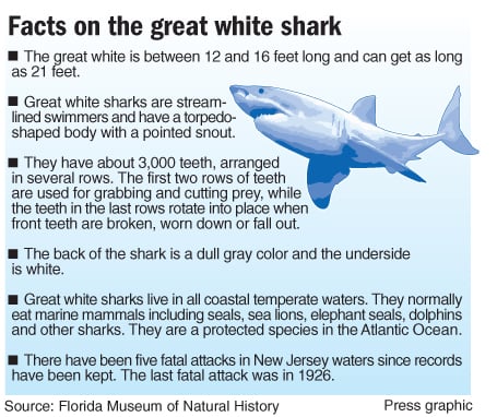 great white shark bite marks