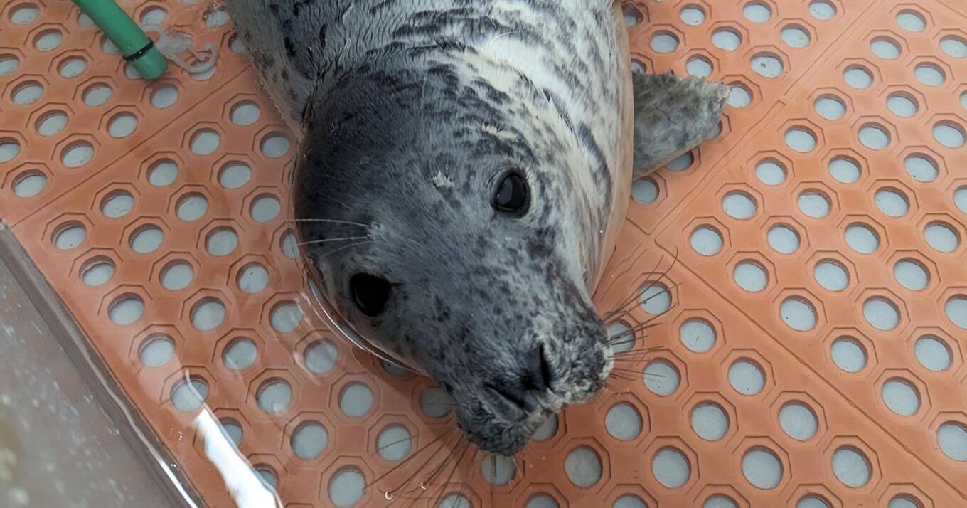 Marine Mammal Stranding Center releases 6 grey seals - Vimarsana News