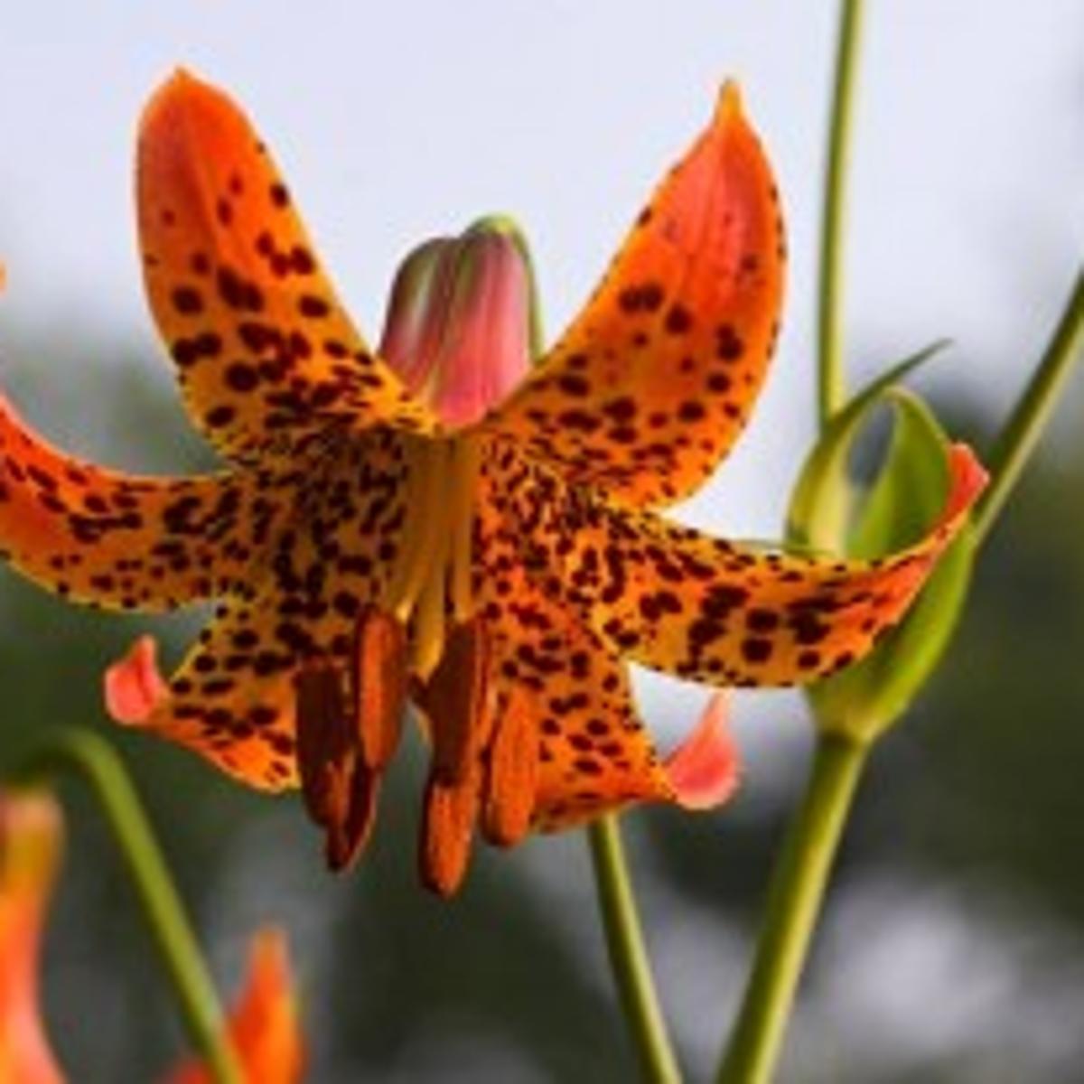 Plants From Williamsburg Garden Now Available On Qvc Channel