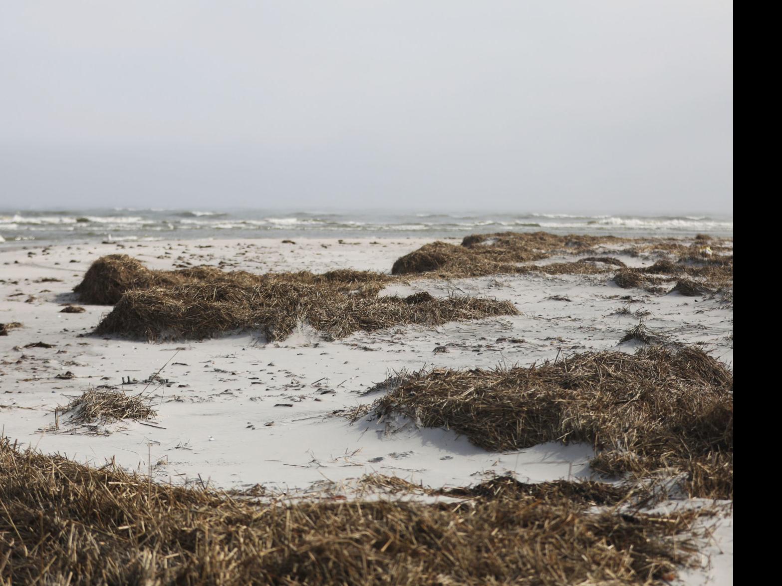 Balancing Beach Driving Wildlife In North Brigantine Natural Area Latest Headlines Pressofatlanticcity Com