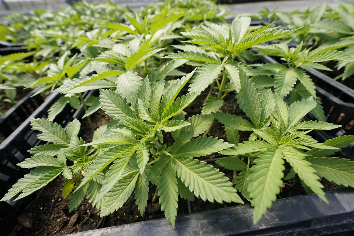 Greenhouses For Growing Cannabis: 3 Must Have Considerations
