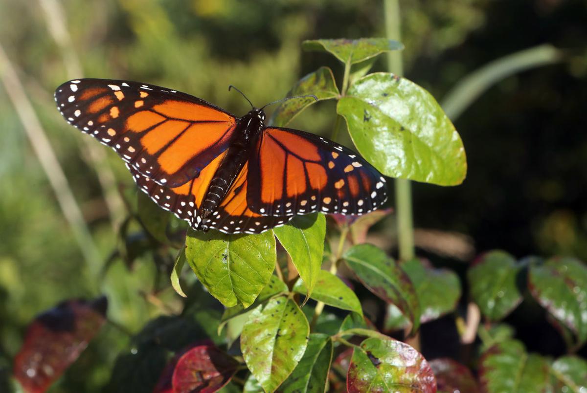 Monarch Butterfly