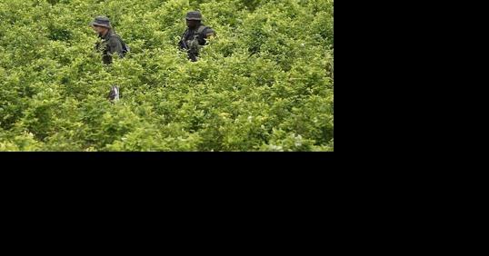 Biden administration suspends satellite monitoring of Colombian coca crops amid surge in cocaine - Vimarsana News