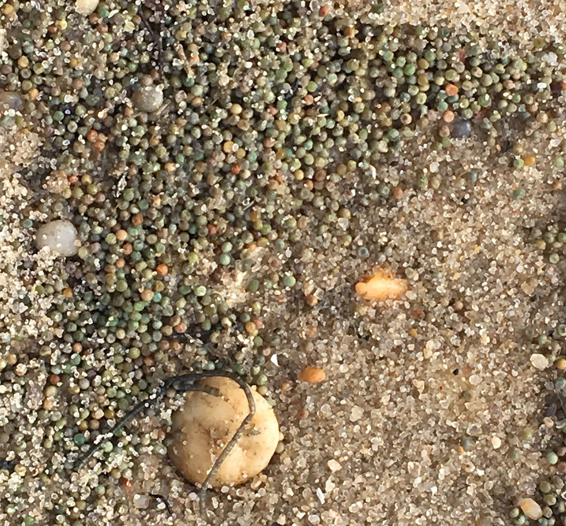 Red Knots Shore Birds Horseshoe Crabs