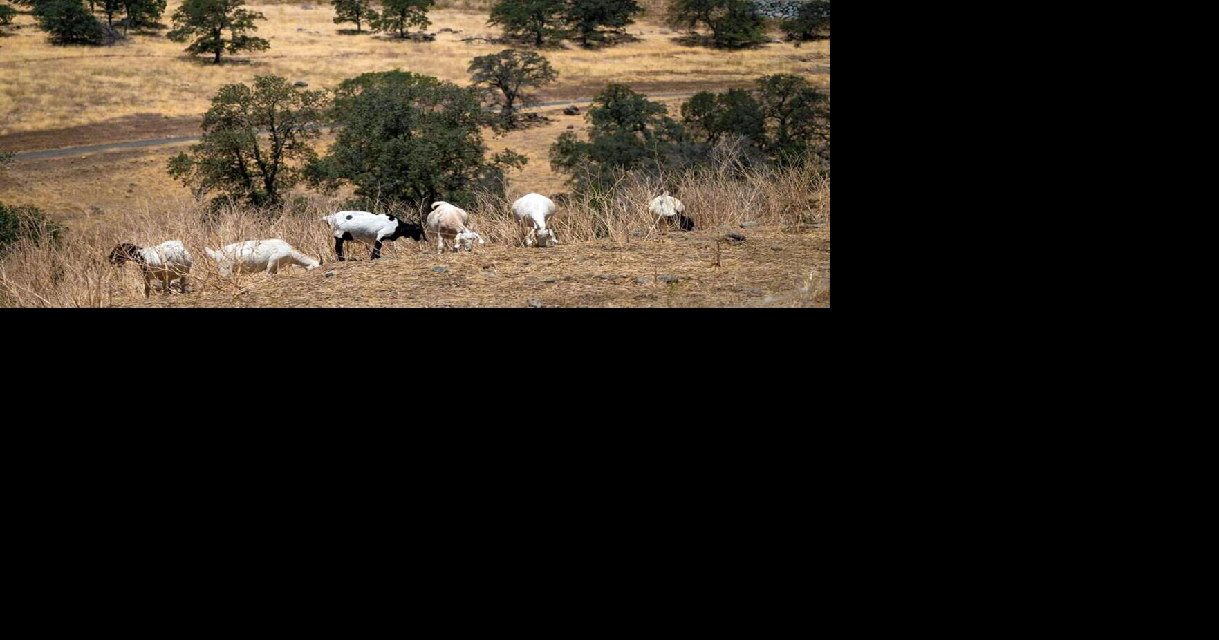 Goat Grazing in California at Risk as Wage Rule Expires