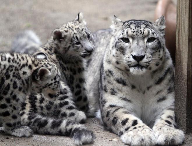 Zoo welcomes two snow leopards in hopes they'll have cubs together
