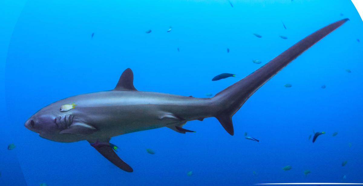 Shark attacks rare in New Jersey's waters, experts say | Breaking News