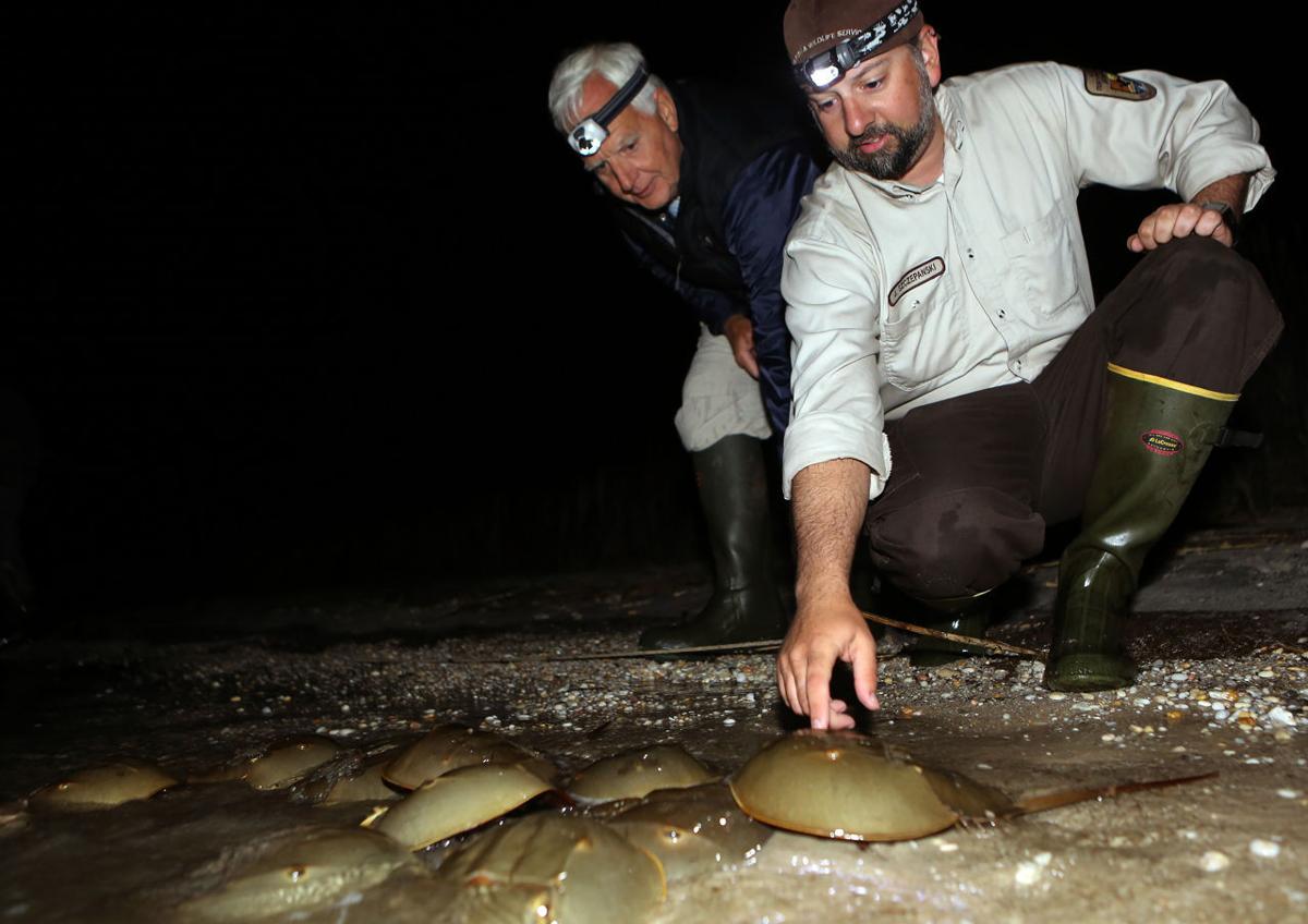 Horseshoe Crabs