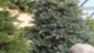 Sales Decline As Consumers Shift Between Real And Artificial Christmas Trees Latest News Pressofatlanticcity Com