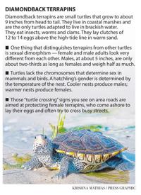 Man pleads guilty in $530k illegal NJ turtle trafficking ...