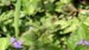 Wild Violets In Landscaped Areas Throughout Southern N J Not Easy To Get Rid Of Lifestyles Pressofatlanticcity Com
