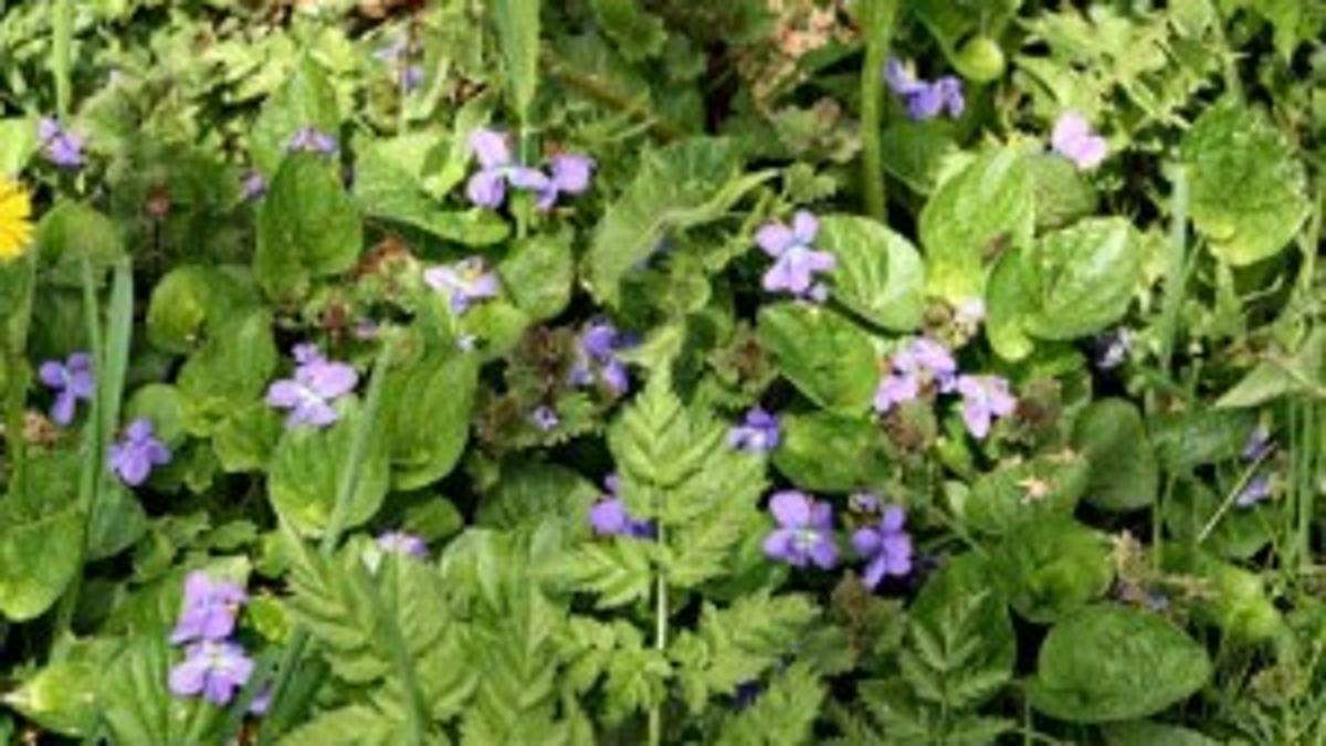 Wild Violets In Landscaped Areas Throughout Southern N J Not Easy To Get Rid Of Lifestyles Pressofatlanticcity Com