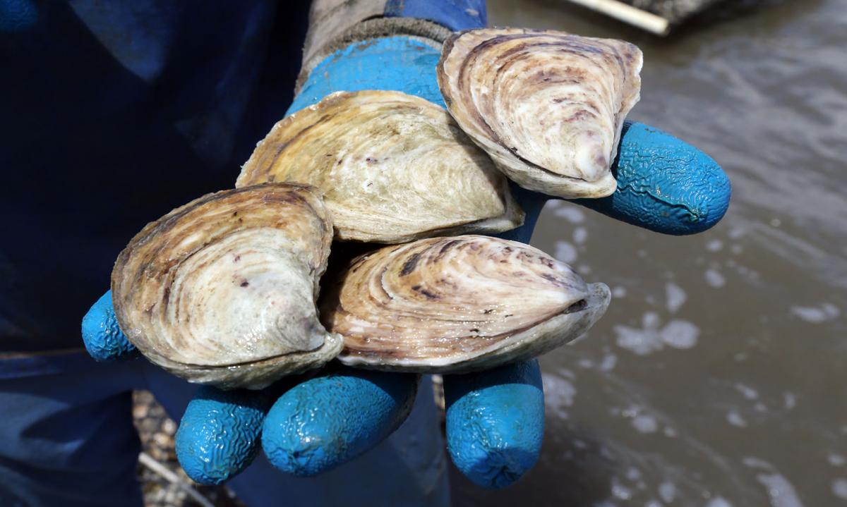 Oyster Farming the Delaware Bay Photo Galleries