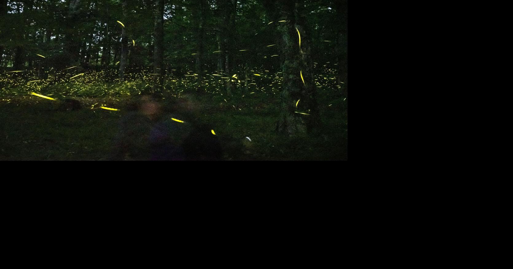 Fireflies are lighting up summer skies. But the glowing bugs are still on the decline