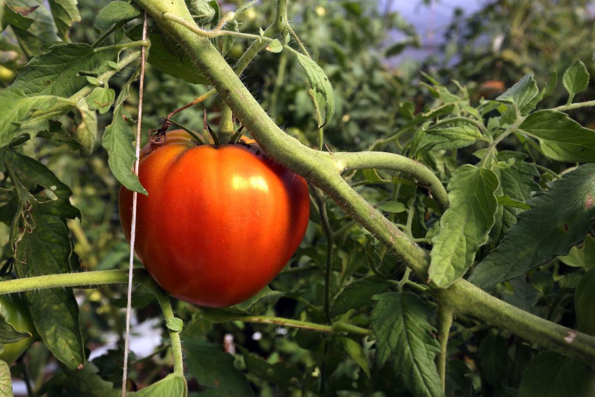 Harsher Climate A Challenge To New Jersey Tomato Farmers Heres How
