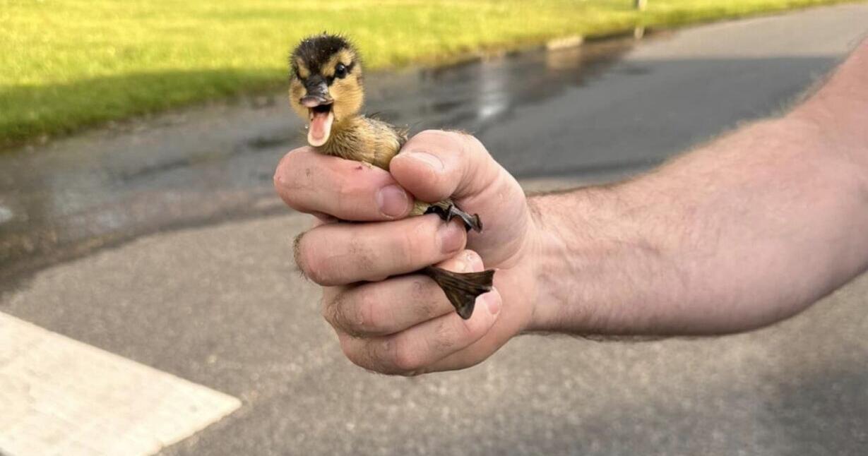 Galloway officials rescue ducklings from storm drain - Vimarsana News