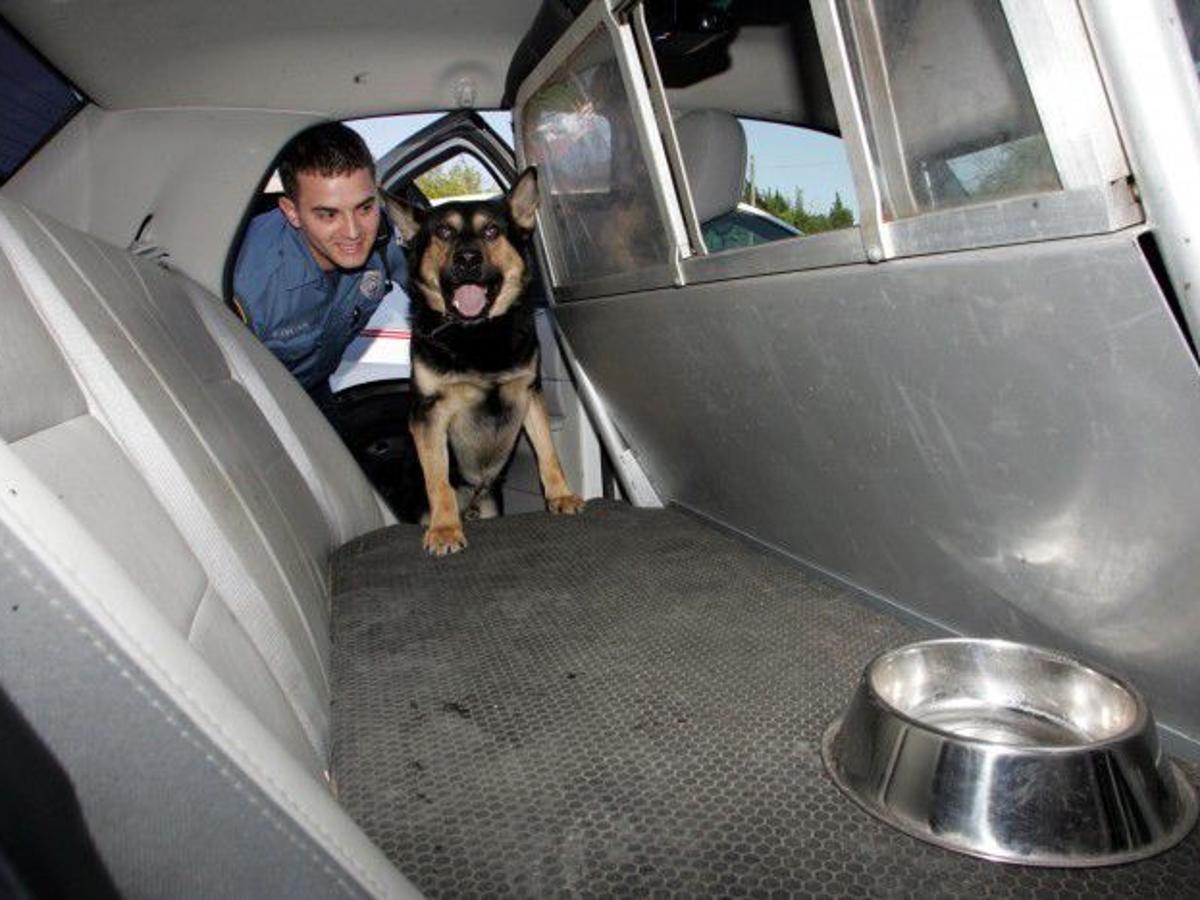 Watch Dashcam Video Of Tuckerton Police Dog Attack Crime Pressofatlanticcity Com