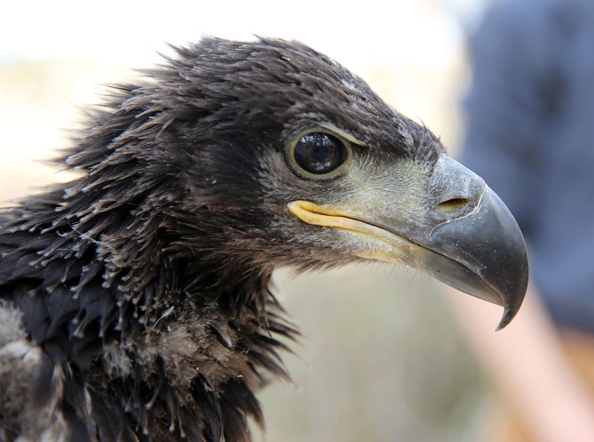 New Jersey's bald eagle population soaring | Latest Headlines