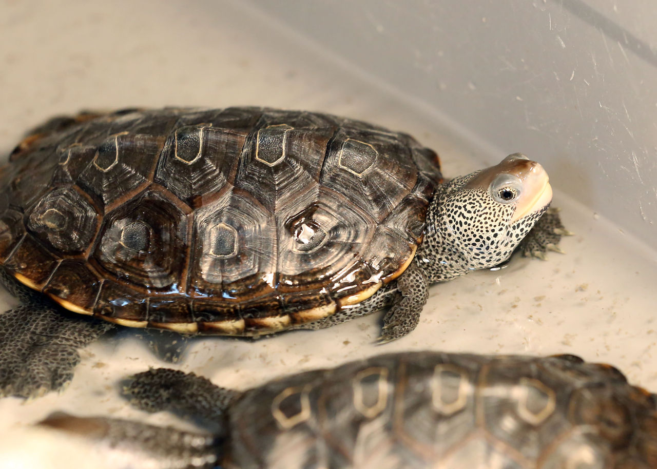 Vulnerable terrapins find loyal fans in South Jersey