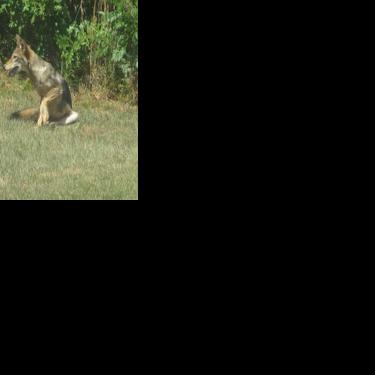 Free meals bringing more coyotes to Wildwood, city officials say news image