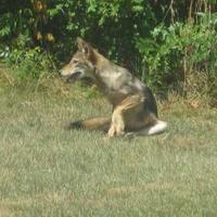 Free meals bringing more coyotes to Wildwood, city officials say news image