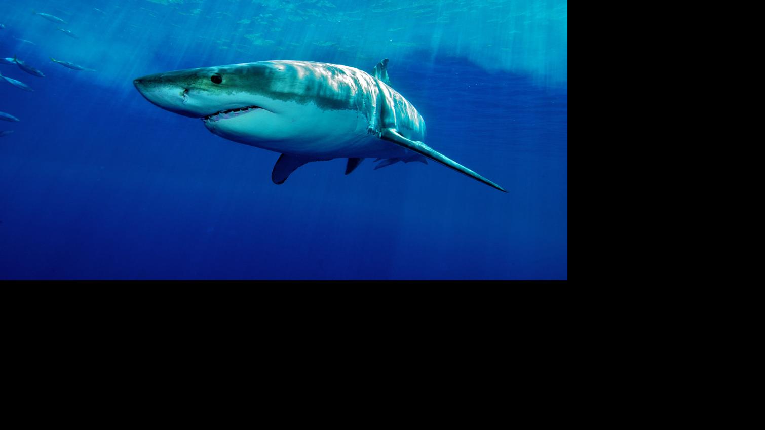 Shark attacks rare in New Jersey's waters, experts say | Latest
