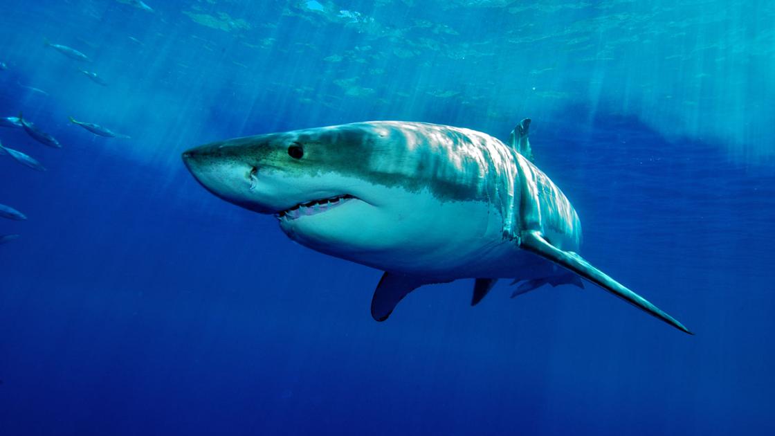 Shark attacks rare in New Jersey's waters, experts say | Latest